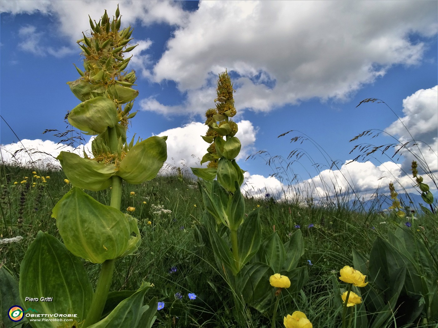 72 Genziana gialla (Gentiana lutea).JPG